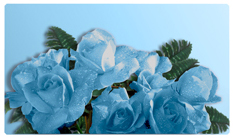 DNSEMP-C-061 Bouquet Of Roses Blue